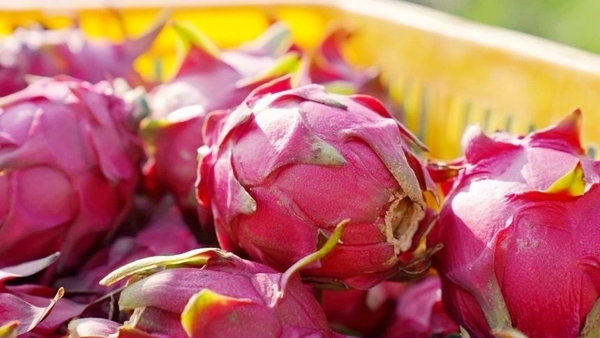 火龍果豐收。鄒慶林?jǐn)z