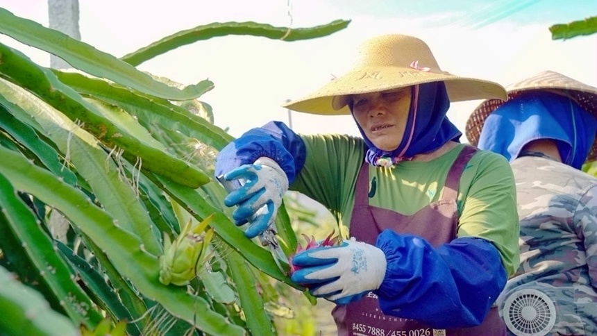 工人正在采摘火龍果。鄒慶林?jǐn)z