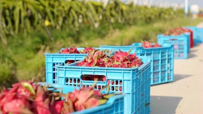 采摘好的火龍果裝筐待運(yùn)。鄒慶林?jǐn)z