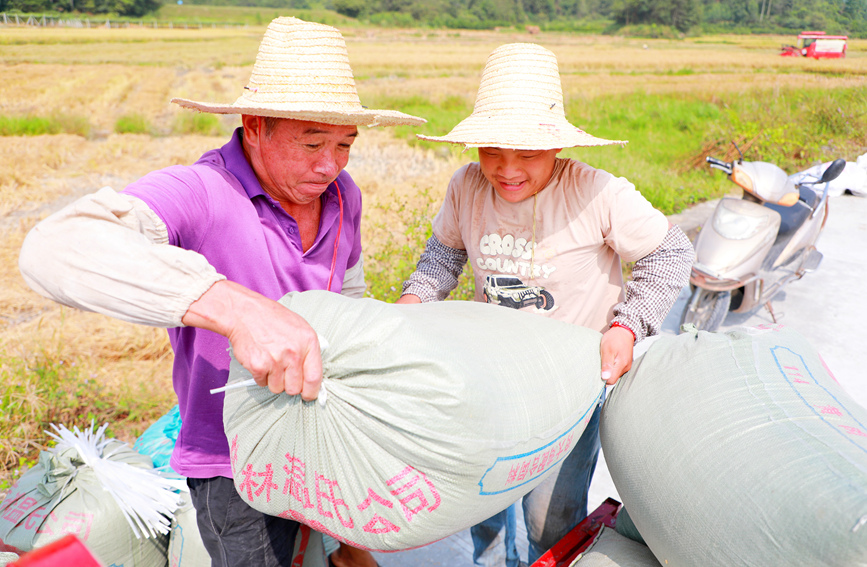 農(nóng)戶把稻谷裝車。陽海翔攝