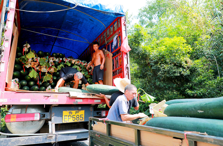 農(nóng)戶把冬瓜裝車(chē)。陽(yáng)海翔攝