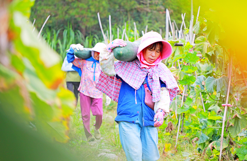 農(nóng)戶搬運黑皮冬瓜。陽海翔攝