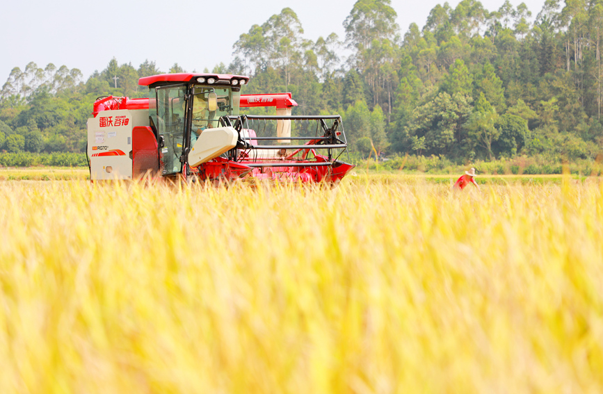 收割機在收割稻谷。陽海翔攝