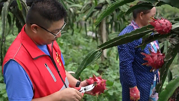 黃何華在火龍果基地調研。右江民族醫(yī)學院供圖