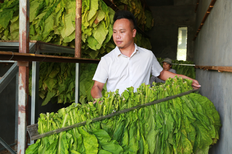 圖為陳洪陽搬運即將烘烤的煙葉。潘棉純攝