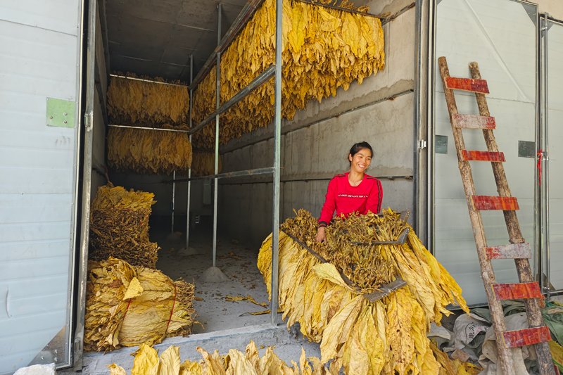 圖為工人正在將烤好的煙葉取出。黃朝江攝