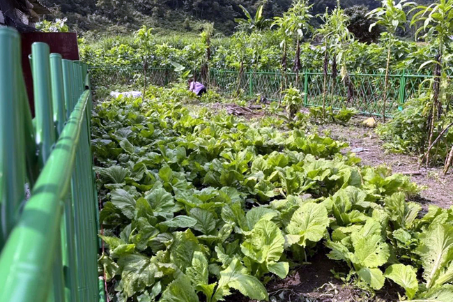 永安鎮(zhèn)永吉村“美麗庭院”一角。