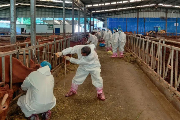 技術(shù)人員在抽牛血進(jìn)行布病檢測(cè)