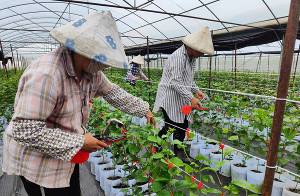 百香果種苗培育基地落戶塘仔村，讓村里富余勞動力和家庭婦女實現(xiàn)家門口就業(yè)。