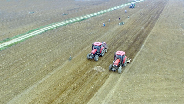 機(jī)械化種植藥材。廣西三豐現(xiàn)代農(nóng)業(yè)有限公司供圖