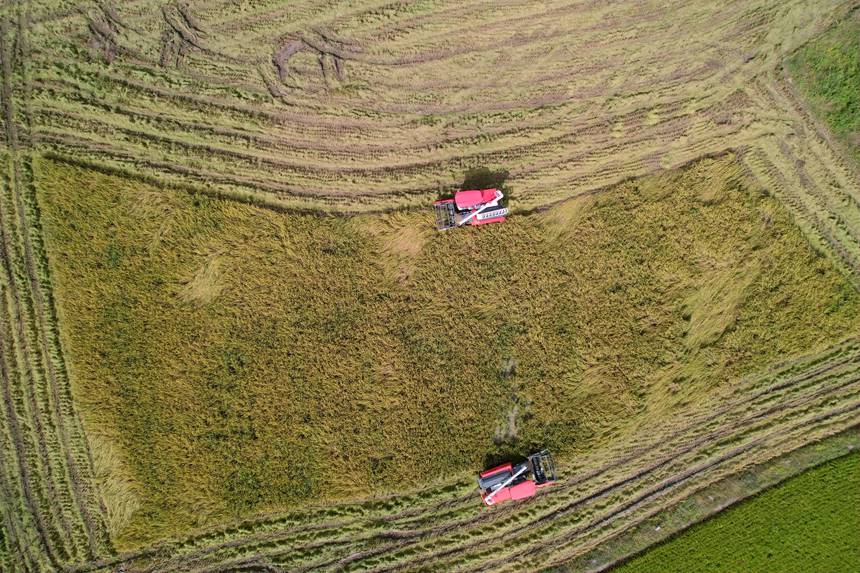 收割現(xiàn)場(chǎng)。岑記華攝