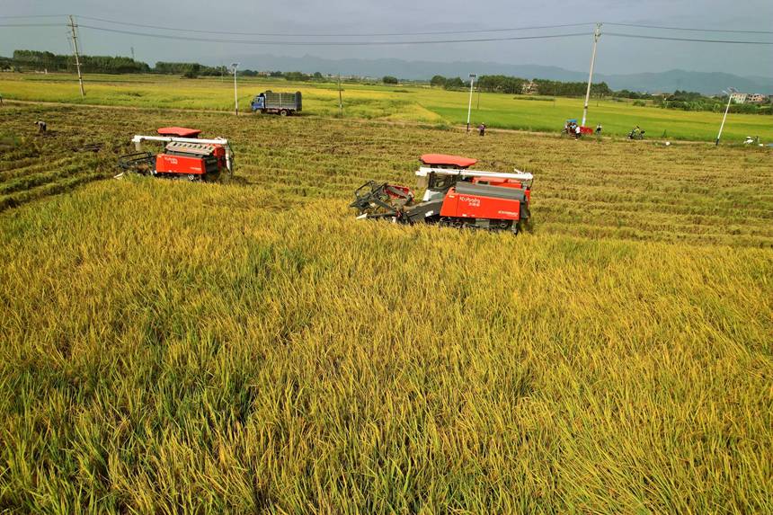 收割現(xiàn)場。岑記華攝