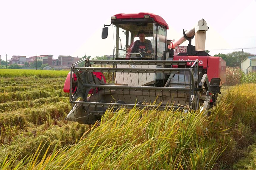 收割現(xiàn)場。岑記華攝