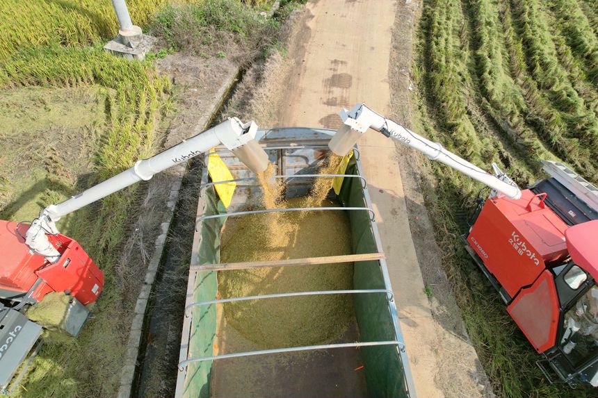 晚稻豐收。岑記華攝