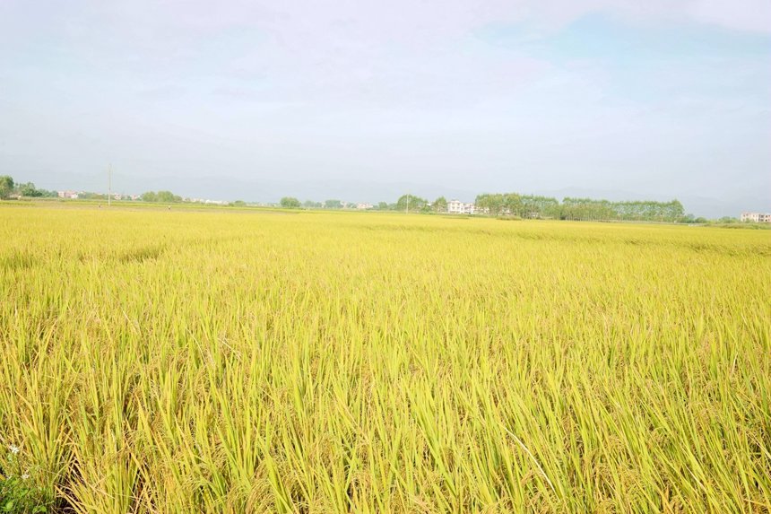 沉甸甸的稻穗壓彎了枝頭。蘇蕊花攝