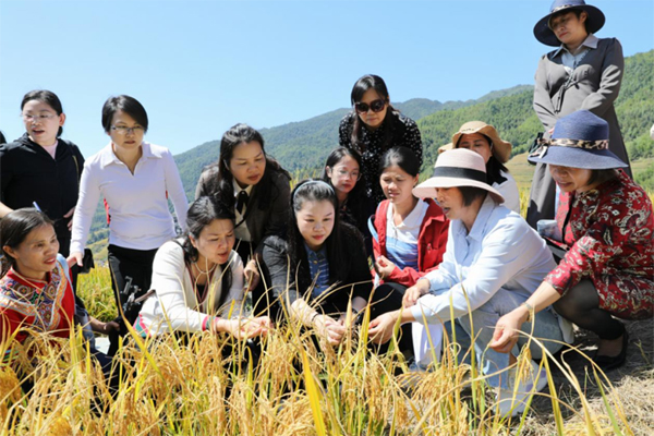 調(diào)研水稻種植情況