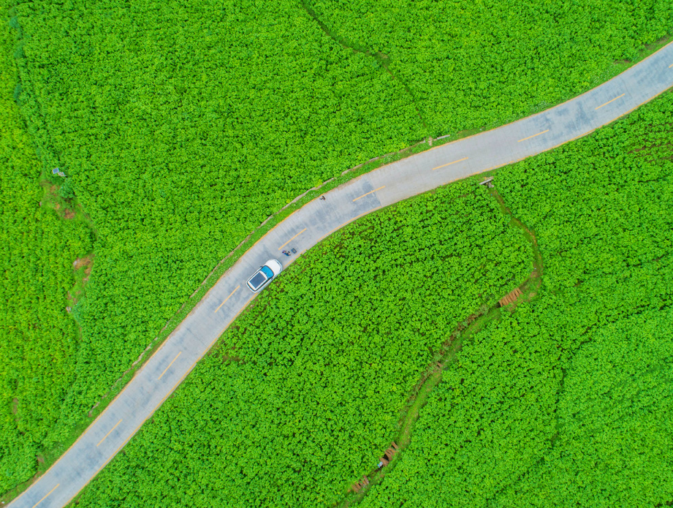 宜州區(qū)連片桑園郁郁蔥蔥