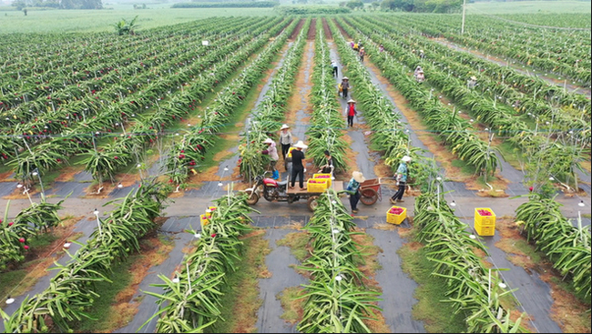 圖為嘉信農(nóng)業(yè)上龍鄉(xiāng)火龍果種植基地一角