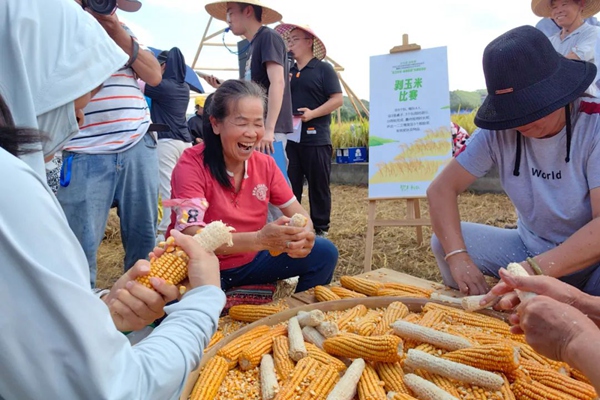 農趣運動會剝玉米比賽