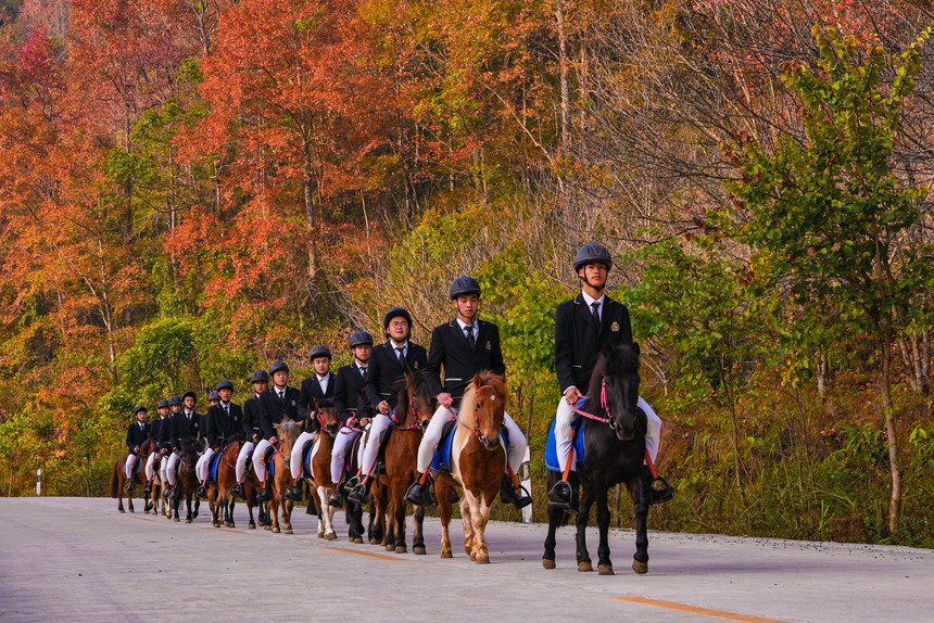 楓映矮馬隊(duì)（資料圖）。德?？h委宣傳部供圖