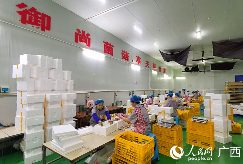 工作人員正在車(chē)間打包裝箱鮮菇。人民網(wǎng) 付華周攝