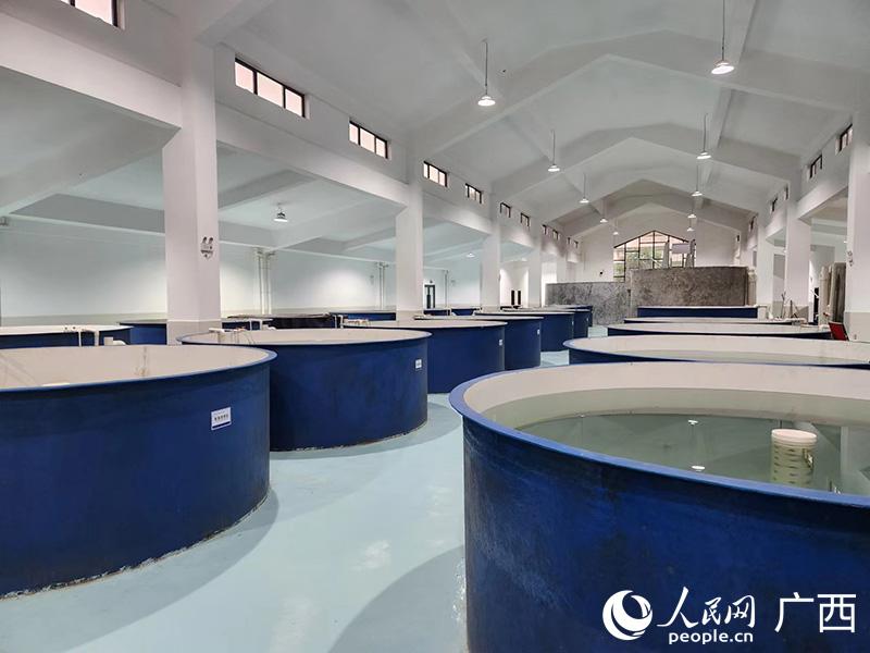 魚苗培養(yǎng)缸內(nèi)正在孵化培育珍稀魚類。人民網(wǎng)記者 黃子婧攝