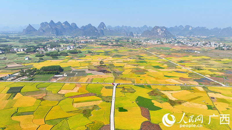 柳州市柳江區(qū)進(jìn)德泗浪村稻田。人民網(wǎng) 付華周