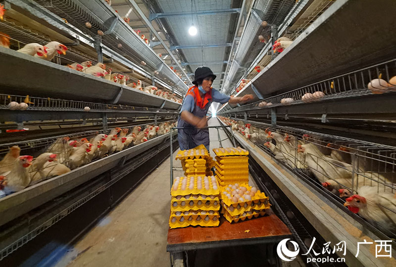 。人民網(wǎng) 付華周攝