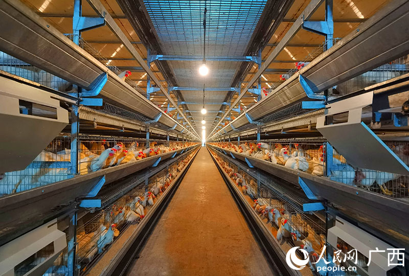 。人民網(wǎng) 付華周攝