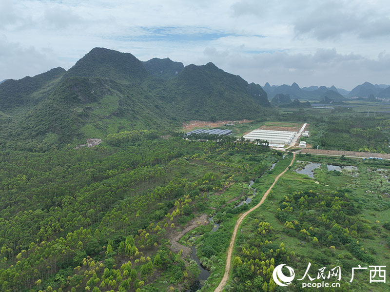 通過“土地預(yù)流轉(zhuǎn)”模式。人民網(wǎng) 付華周攝