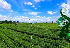 美麗中華茉莉園