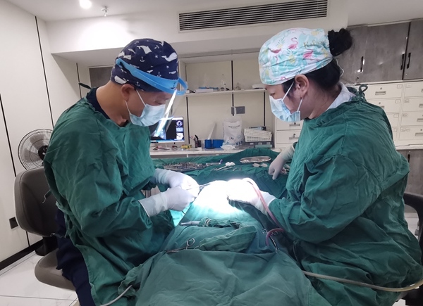 呂道志（左）為患者進(jìn)行手術(shù)治療。劉禮鈞攝