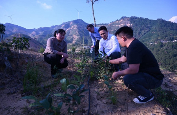 技術人員深入茶園察看茶苗長勢。楊志雄攝