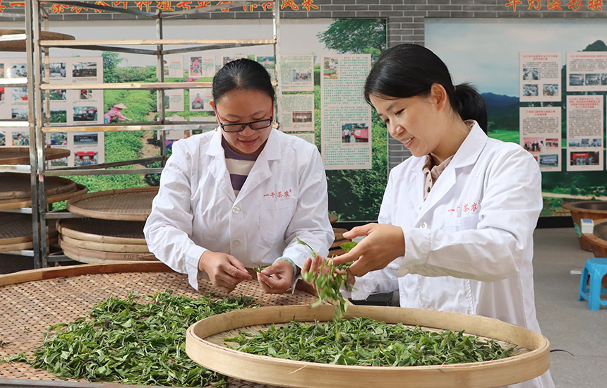 新采的鮮葉需在通風(fēng)透氣的地方晾曬。黃紫玥攝