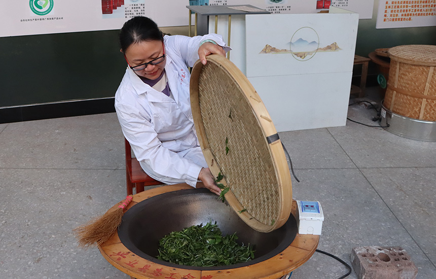 將茶葉倒入鍋中，準(zhǔn)備翻炒。黃紫玥攝