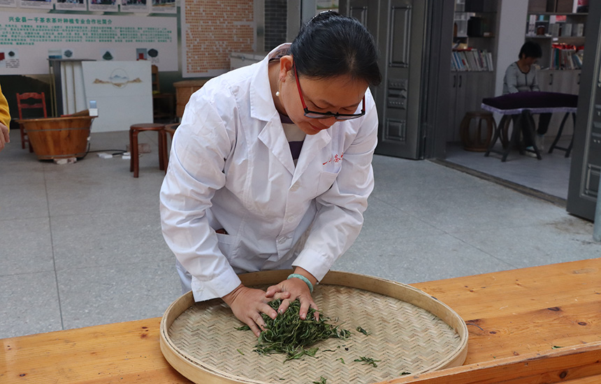 翻炒至茶葉微微變色、水分減少，開始第一次揉捻。黃紫玥攝