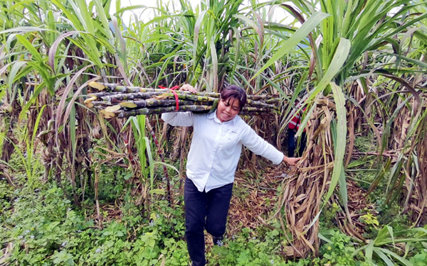 村民在搬運(yùn)黃皮果蔗