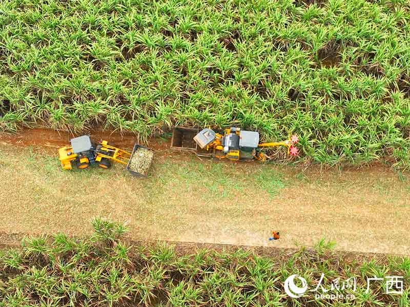 甘蔗機(jī)收現(xiàn)場(chǎng)。人民網(wǎng) 付華周攝