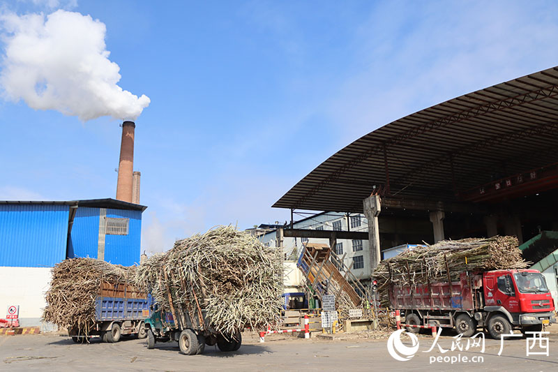 貨車在大橋公司廠區(qū)排隊(duì)等待卸甘蔗。人民網(wǎng) 付華周攝