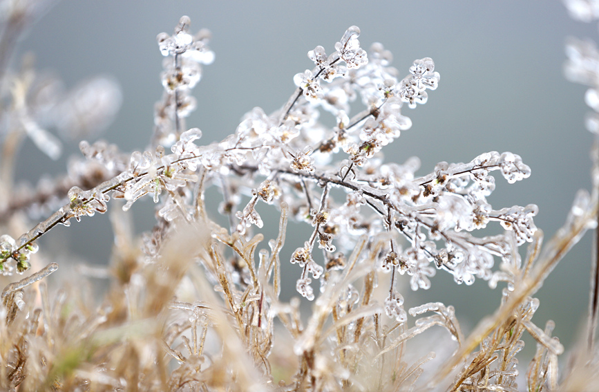 霧凇美景。陽海翔攝