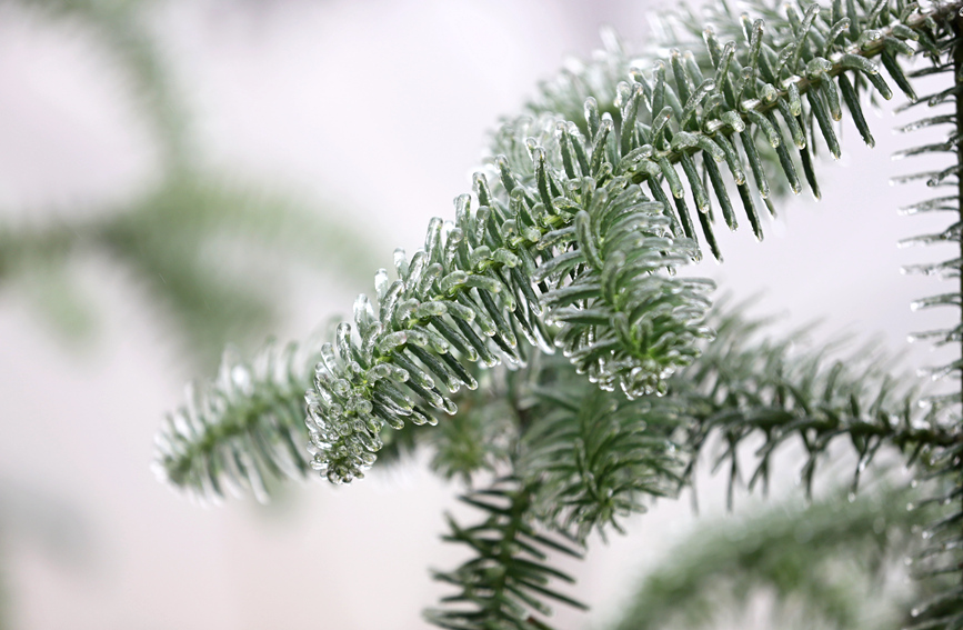 霧凇美景。陽(yáng)海翔攝