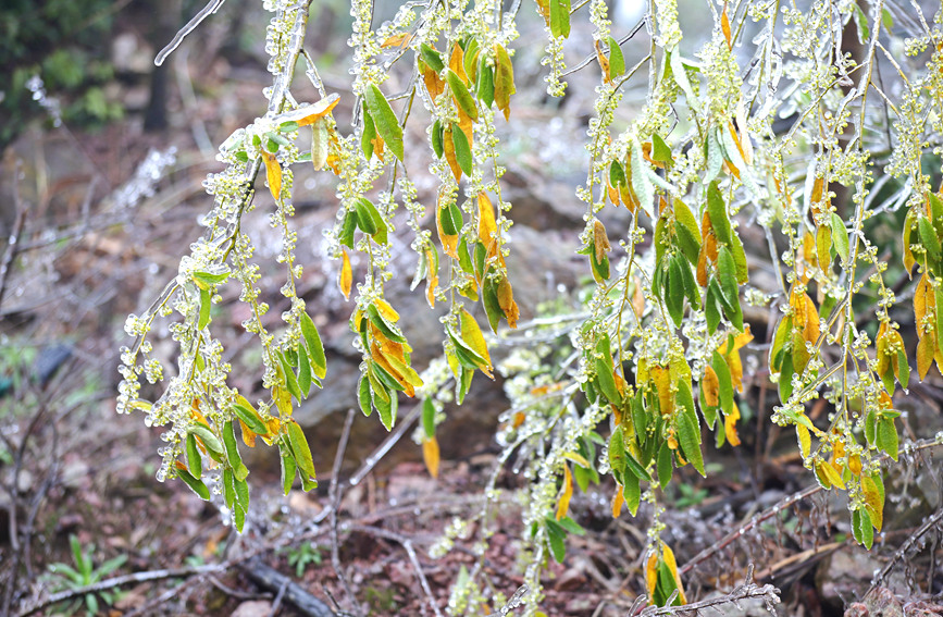 霧凇美景。陽(yáng)海翔攝