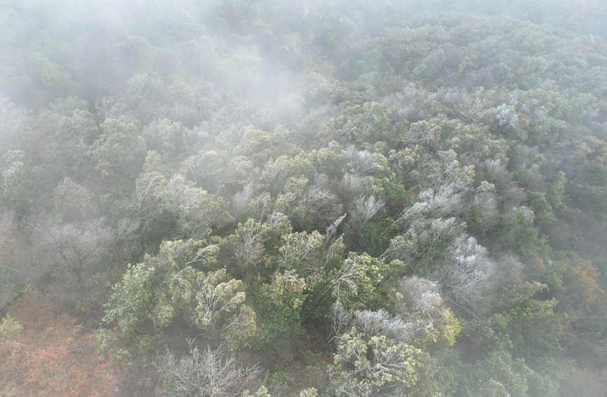 俯瞰霧凇美景。黃宇攝