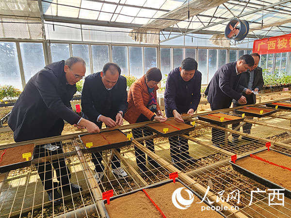 現(xiàn)場進(jìn)行桉樹太空種子播種。人民網(wǎng)記者 黃子婧攝