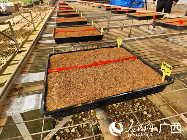 桉樹太空種子播種區(qū)。人民網(wǎng)記者 黃子婧攝