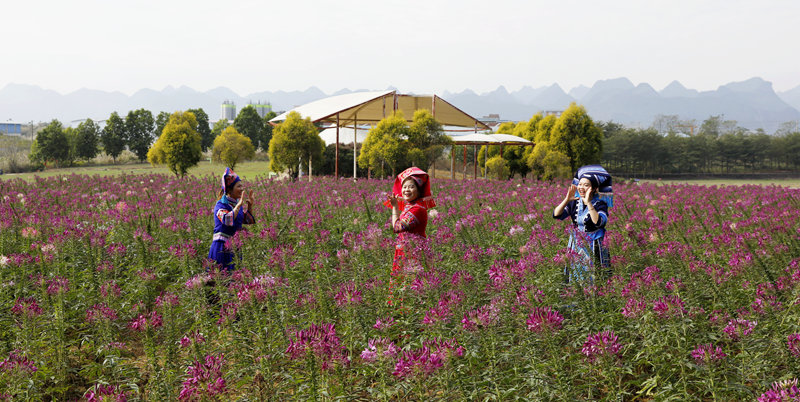 游客在忻城縣薰衣草莊園賞花游玩。樊紹光攝
