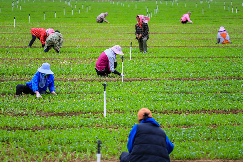 菜農(nóng)在地里選苗。韋雨函攝