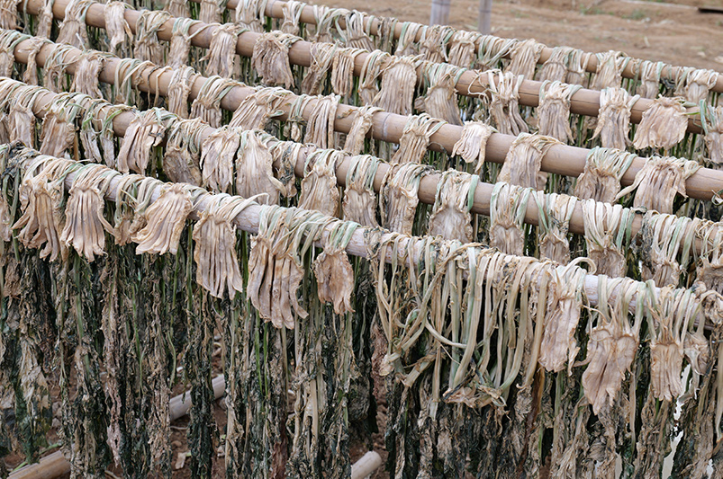 田間地頭晾曬的大頭菜。羅凱攝