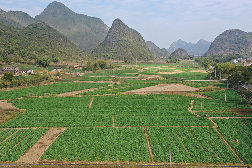 鐘山縣英家大頭菜產(chǎn)業(yè)示范區(qū)。羅凱攝