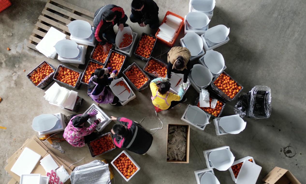 荔浦砂糖桔裝箱發(fā)往漠河北極村。荔浦市融媒體中心供圖